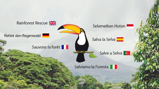 Regenwald Tucan