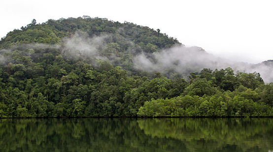 Ein See, an dessen Ufer Regenwald wächst, mit Nebelschwaden