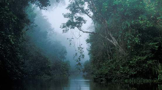 Ein Fluss fließt durch unberührten Regenwald