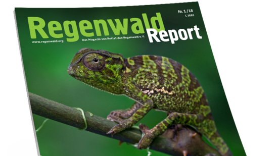 Regenwaldreport Aufmacher 1-18