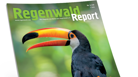 Regenwaldreport Aufmacher 1-19