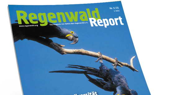 Titel Regenwald Report 3/21