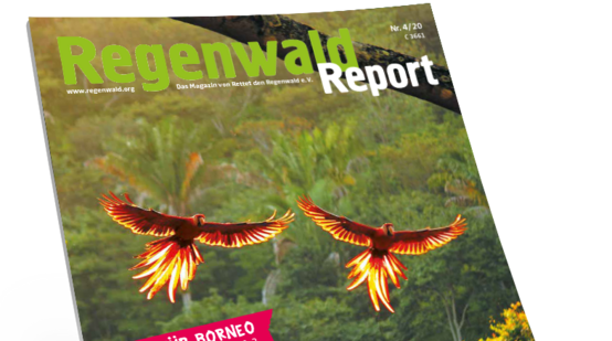 Titel Regenwald Report 4/20