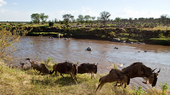 Gnus am Fluß in der Serengeti