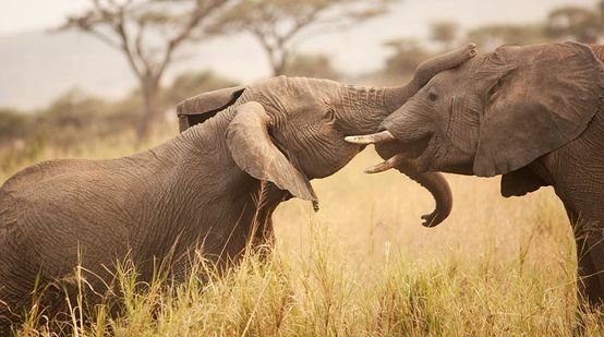 Zwei Elefanten stehen sich in der Savanne gegenüber und „berüsseln“ sich