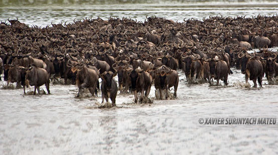 Serengeti: Gnus im Wasser
