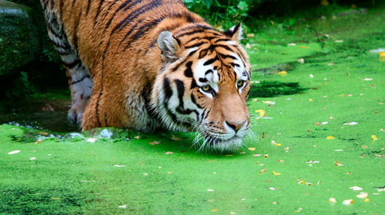 Tiger im Wasser