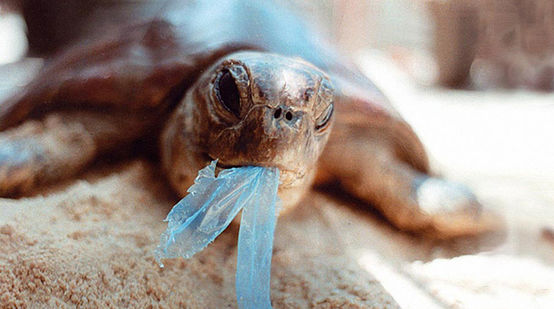 Eine Schildkröte frisst eine Plastiktüte