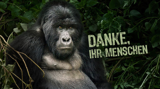 Gorilla