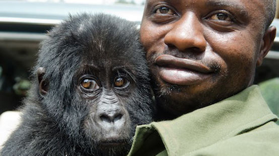 Ein Ranger hält im Nationalpark von Virunga ein Gorilla-Baby auf dem Arm