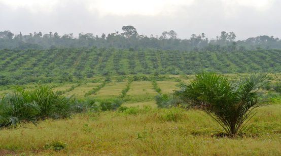 Palmölplantage von Wilmar in Nigeria