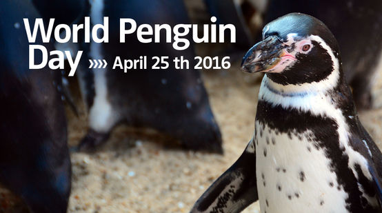 Plakat World Pinguin Day