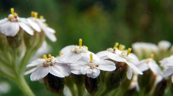 Yarrow (Achillea millefolium)