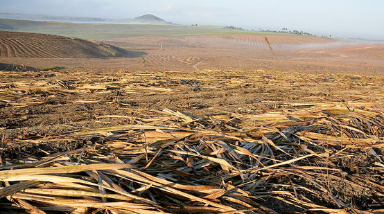 Öde Zuckerrohrplantagen dehnen sich bis zum Horizont aus