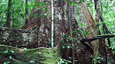 Riesiger Baum im Nigeria Cross River Park
