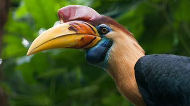 Hornvogel, Kuskus, Anoa und Maleo sollen auf Sulawesi überleben