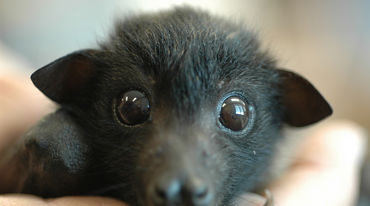 Baby Flughund