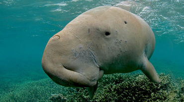 Dugong (Gabelschwanzseekuh)