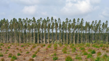 Baumplantage in Südafrika