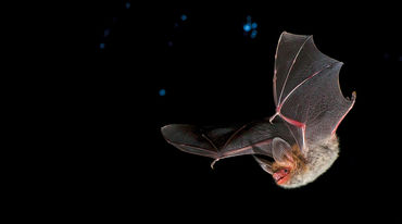 Bechsteinfledermaus