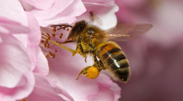 Eine Biene fliegt zu einer Kirschblüte