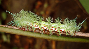 Haarige, grüne Raupe im Regenwald