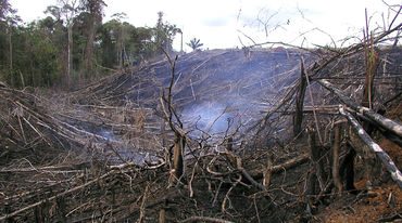 Rauchender, abgeholzter Wald