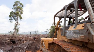 Bulldozer rodet Regenwald
