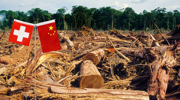 Die Flaggen von China und der Schweiz markieren einen abgeholzten Regenwald