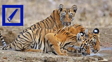Drei junge Tiger trinken