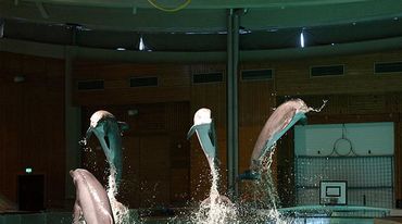 Delfine spingen aus dem Wasser in eine Delfinarium