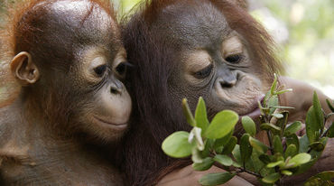 Zwei Orang-Utan-Junge spielen mit Zweig