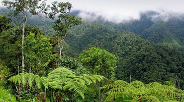 Bergregenwald im Intag in Ecuador