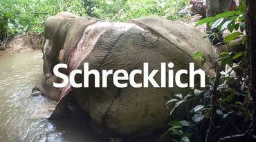 Gewilderter und gehäuteter Elefant in Myanmar