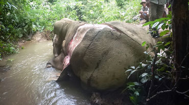 Gewilderter und gehäuteter Elefant in Myanmar