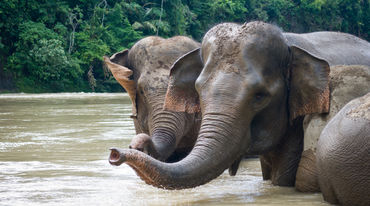 Elefanten nehmen ein Bad im Fluss