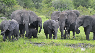 Junger Elefant mit Herde in Afrika