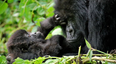 Gorilla-Mutter schmust mit Baby