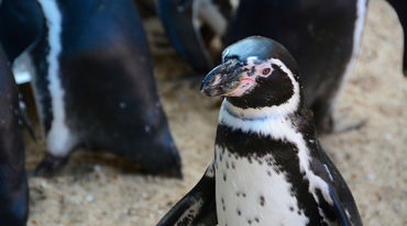 Ein Pinguin schaut in die Kamera. Hinter ihm erkennt man die Rücken seiner Artgenossen