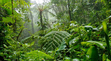 Nebelwald in Costa Rica