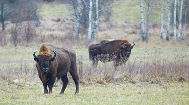 Wisent im Bialowieza-Wald in Polen