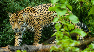 Jaguar im Regenwald