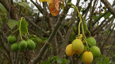 Jatrophafrüchte an einem Baum