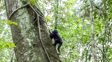 Ein junger Schimpanse klettert auf einen Baum im Regenwald