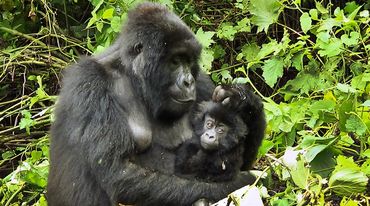 Gorillamutter mit Baby im Arm ruht in Waldlichtung