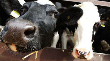 Zwei Kühe strecken ihre Köpfe der Kamera entgegen