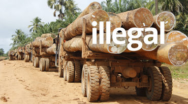 Mit Baumstämmen beladene Lastwagen in Liberia
