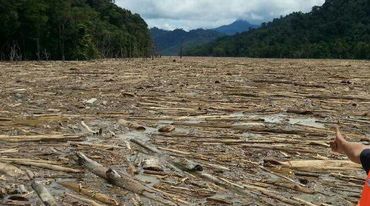 Gefällte Baumstämme blockieren den Fluss Balui, Sarawak