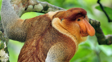 Nasenaffen leben ausschließlich auf der Insel Borneo