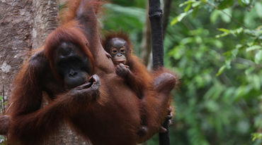 Orang-Utan in Tanjung Puting, Indonesien